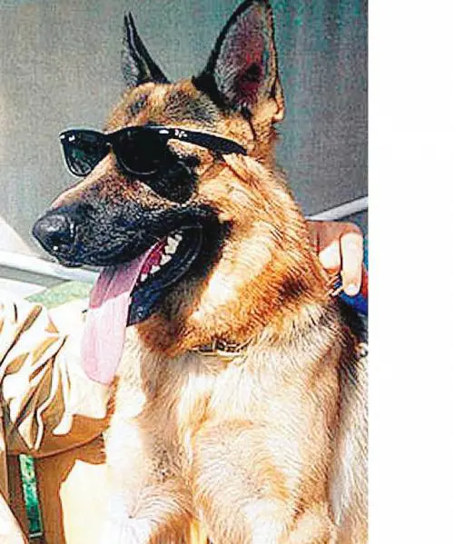 Dieci animali ricchi. In maniera bestiale