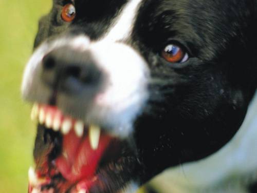 Bambino ucciso dai cani randagi 
indagati due veterinari della Asl