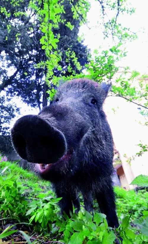Genova invasa, «riapre» la caccia al cinghiale