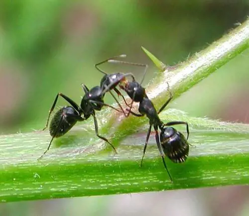 Né maschi né sesso: 
la vita delle formiche