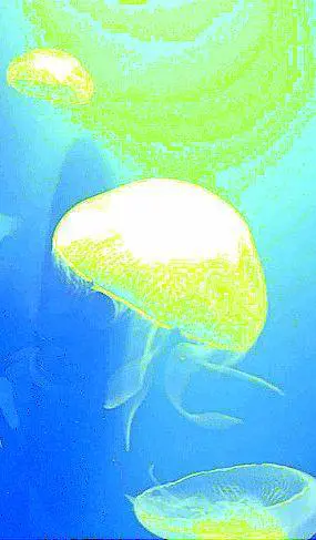 Otto miglia (di meduse) sopra il mare