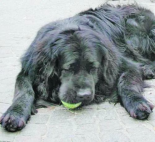 Muore dinfarto mentre bastona il cane