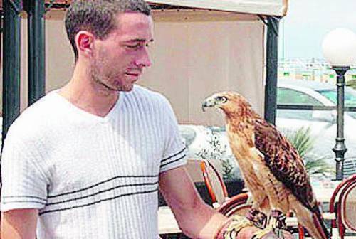 I piccioni disturbano i clienti del bar: e lui ingaggia un falco