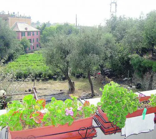 LUliveto di Quarto è salvo No alla diga di via Piantelli