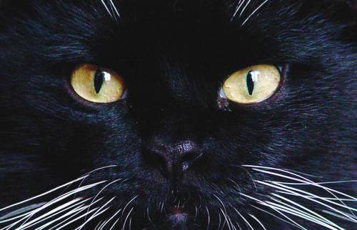 Occhio, si butta il malocchio 
Così si vince la superstizione