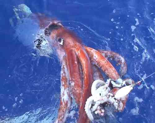 Calamari giganti invadono le coste della California
