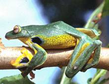 Wwf, sull'Himalaya 350 nuove specie 
minacciate da cambiamento clima