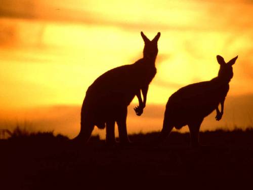Australia, ecco il sistema di frenata anti-canguro