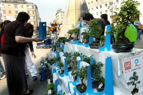 Anlaids, l'87% degli aiuti va ai fioristi