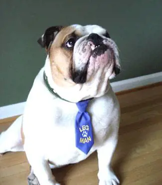 Dicono "sì" in chiesa  
100 invitati: tutti cani