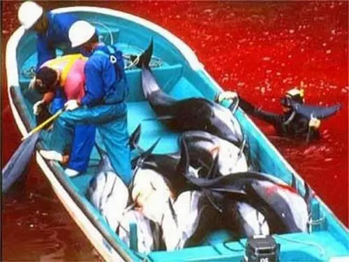 Così Tokyo massacra i delfini
