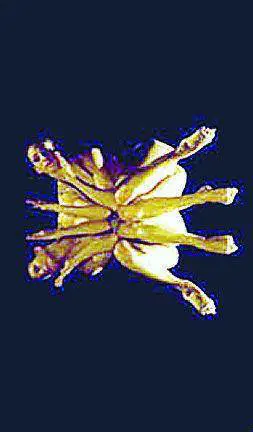 Danza ed effetti speciali per la magia dello spettacolo