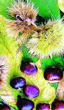 Il fiabesco autunno alto atesino tra castagne, krapfen e natura