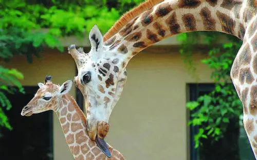 Il Bioparco autosufficiente con il fotovoltaico
