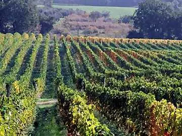 Muore di fame fra le vigne: in tasca 30mila euro