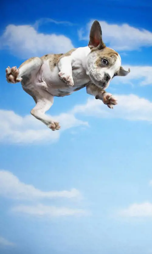 Cani, cobra e manguste: avventure nel Nordest