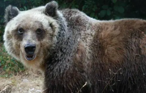 LAbruzzo ferito dal terremoto si mobilita per salvare gli orsi