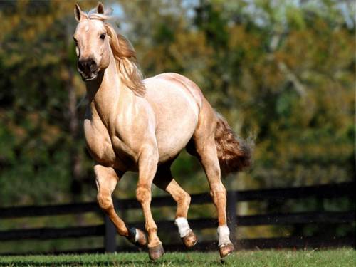 Fa sesso con un cavallo: 3 anni di carcere