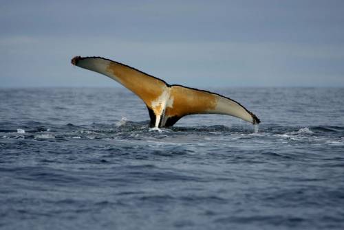 Aliante sottomarino all'ascolto delle balene: cantano perché hanno fame