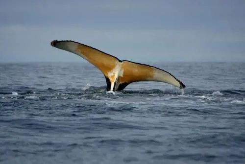 Aliante sottomarino all'ascolto delle balene: cantano perché hanno fame