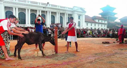 Una strage di 500mila animali per celebrare la festa hindu
