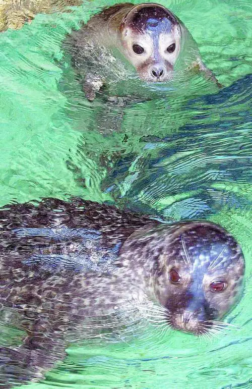 [NOTE][/NOTE]Acquario, 100% di emozioni col biglietto scontato del 50%