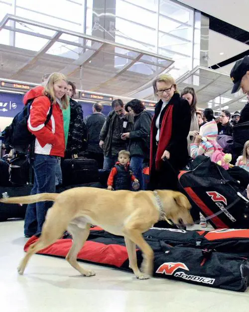 Piccole e invisibili, così Al Qaida fabbrica le "bombe perfette"