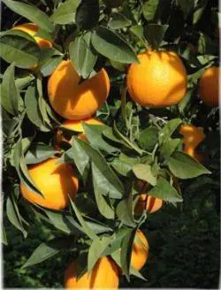 Le arance di Rosarno: svendute nei campi, a peso d’oro in tavola