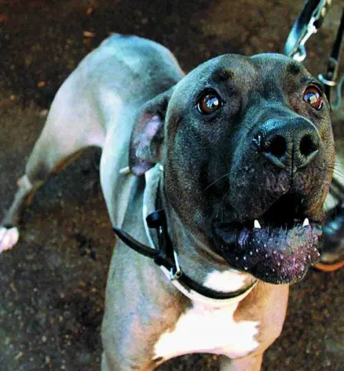 I cani sporcano, Tursi minaccia: «Multe raddoppiate ai padroni»