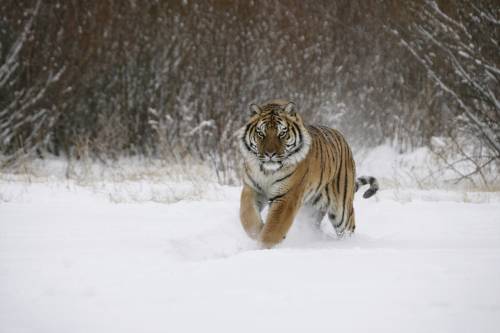 Tigri killer per far "divertire" i turisti