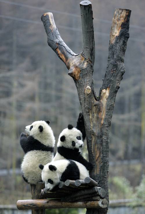 Panda, Tokyo li affitta: 
Pechino intasca milioni