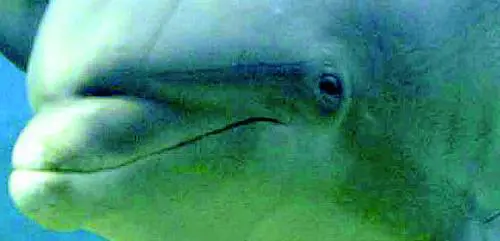 Gli alleati affogano Burlando anche allAcquario