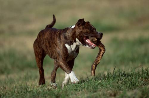 Tyson, il cane schiavo delle gang 
che per i giudici merita di morire