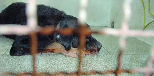 «Gli animalisti impediscono ladozione dei cani»