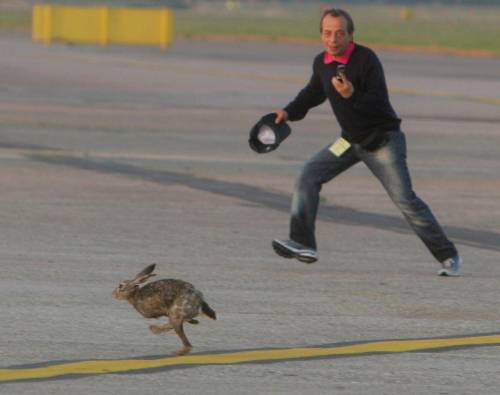 Quell’animale che corre come un razzo a 70 all’ora