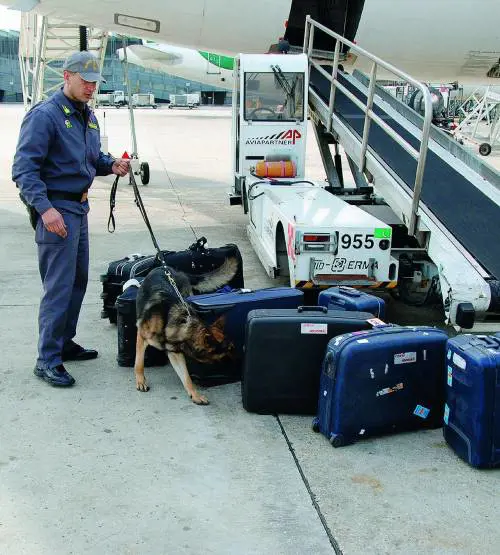 Fiumicino: dalla Gdf lotta senza quartiere al traffico di cocaina