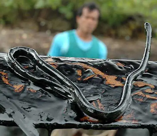 Ecosistema a rischio: ecco i danni della marea di greggio