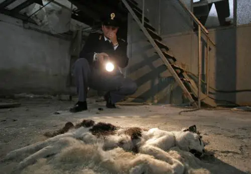 Napoli, nel poligono della camorra 
gli animali diventano dei bersagli