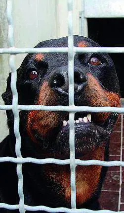 Le guardie che «sparano» solo amore