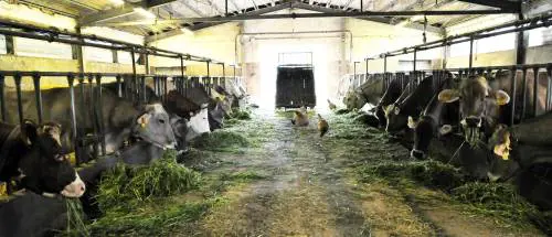 Cindy, Priscilla e le altre: mucche dalle stelle alle stalle