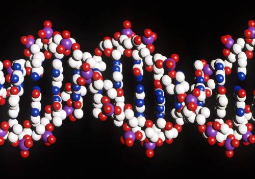 Nasce la vita artificiale: 
la cellula in laboratorio 
Cnr: "Non ha futuro"