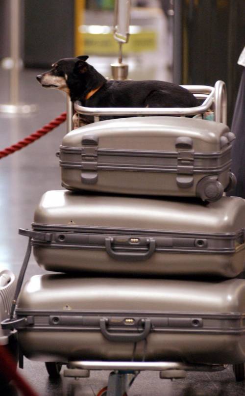 «Amici in vacanza»: una guida per l’Italia che ama gli animali