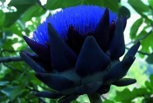 Tutte le virtù del carciofo, «un duro dal cuore tenero»