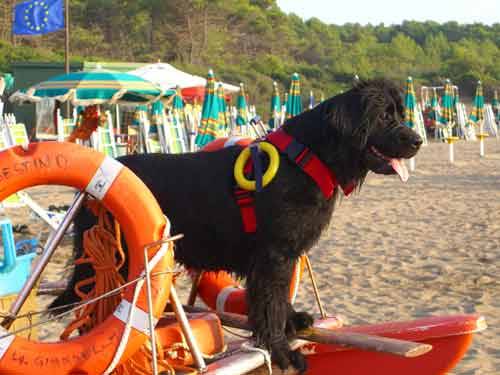 Arrivano i cani bagnino  
più bravi degli uomini