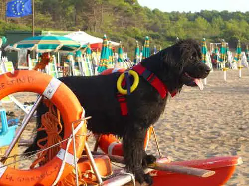 Arrivano i cani bagnino  
più bravi degli uomini