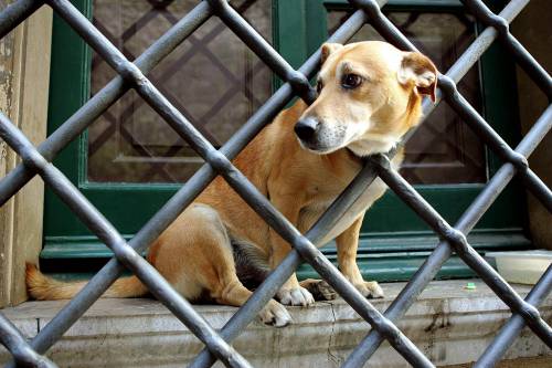 Padroni in ferie, il cane soffre: 
si butta dal terrazzo e muore