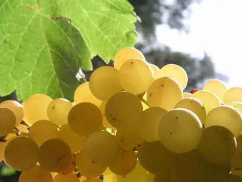 La sinistra chic vuole il vino per ricchi