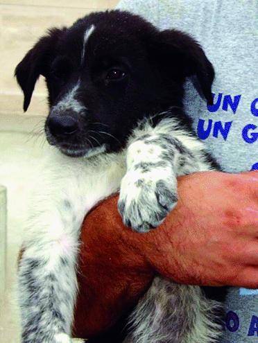 «Fedeli e intelligenti. Ma non è questione di razza»