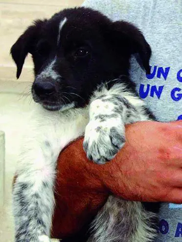 «Fedeli e intelligenti. Ma non è questione di razza»