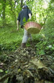 Cercatori di funghi: altri due morti 
Vittime in Trentino e Val Vigezzo